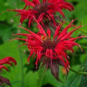 Monarda 'Cambridge Scarlet' (2L pot) image