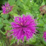 Monarda didyma 'Balmy Purple' (3L pot) image