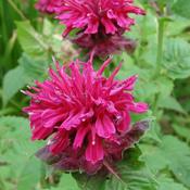 Monarda didyma 'Balmy Rose' (3L pot) image