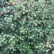 Muehlenbeckia 'Maori' (12cm pot) image