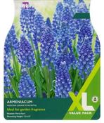 Muscari Armeniacum XL (75 bulbs) image
