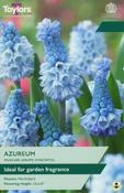 Muscari Azureum (20 bulbs) image