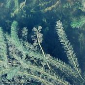 Myriophyllum spicatum (Beaker pot)