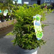 Nandina domestica 'Magical Lemon &amp; Lime' (4L pot)
