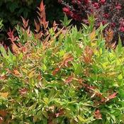 Nandina 'Obsessed' (3L pot) image