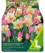 Bursting With Beauty XL (12 bulbs)