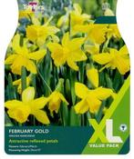 Narcissus February Gold XL (20 bulbs) image