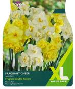 Narcissus Fragrant Cheer XL (12 bulbs) image