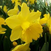 Narcissus Golden Trumpets (5kg) image