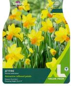 Narcissus Jetfire XL (20 bulbs) image