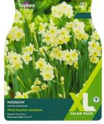 Narcissus Minnow XL (35 bulbs) image