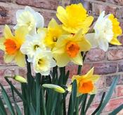 Narcissus Mixed For Naturalising (5kg)