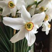 Narcissus Pheasant's Eye (35 bulbs)