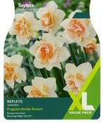 Narcissus Replete XL (10 bulbs) image