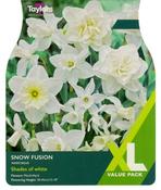 Narcissus Snow Fusion XL (15 bulbs)