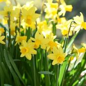 Narcissus Tete A Tete (100 bulbs) image