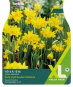 Narcissus Tete A Tete XL (25 bulbs)