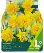 Narcissus Tete Boucle XL (18 bulbs) image
