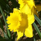 Narcissus Dutch Master image