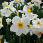 Narcissus Geranium (20kg)