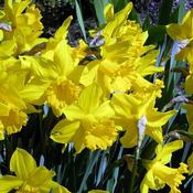 Narcissus Golden Harvest image