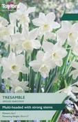 Narcissus Tresamble (7 bulbs)
