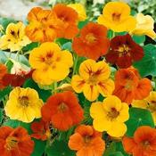 Nasturtium Maharajah Mix image
