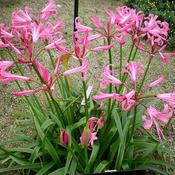 Neirine bowdinii (3L pot)