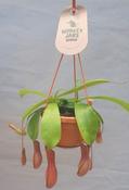 Nepenthes alata (14cm hanging pot)
