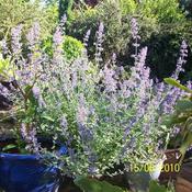 Nepeta 'Six Hills Giant' (2L pot) image