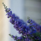Nepeta 'Purrsian Blue' (2L pot) image