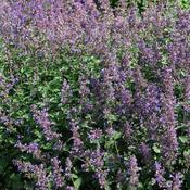 Nepeta 'Purrsian Blue' (2L pot)