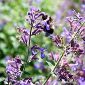 Nepeta 'Walker's Low' (1L pot) image