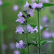 Nepeta 'Walker's Low' (2L pot)