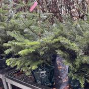 Nordmann Fir (Abies nordmanniana ) Potted Tree (6ft) image