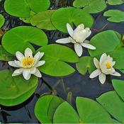 Nymphaea alba (11cm pot)