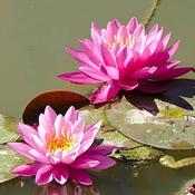 Nymphaea 'Attraction' (11cm pot)