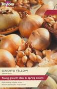 Onion Senshyu Yellow (50 bulbs)