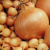 Onion Sets 'Radar' (75 bulbs) image