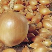 Onion Sets 'Troy' (75 bulbs) image