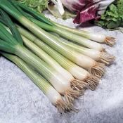 Onion Spring White Lisbon image