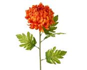 Orange Chrysanthemum on stem image