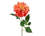 Orange Dahlia on stem image