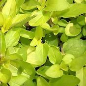 Oregano 'Golden' (9cm pot) image
