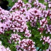 Origanum 'Compactum' (9cm pot)