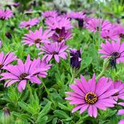 Osteospermum jucundum (2L pot) image