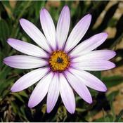 Osteospermum eck. 'Lady Leitrim' (2L pot) image