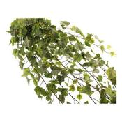 Outdoor Blush Ivy Trailing Bush image