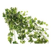 Outdoor Variegated Ivy Trailing Bush