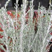 Ozothamnus 'Sussex Silver' (3L pot) image